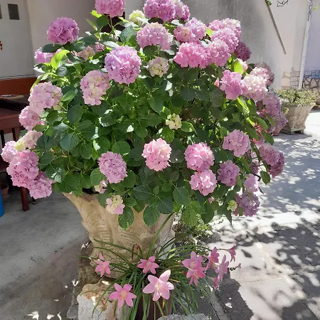 Renata - Apartman Brseč